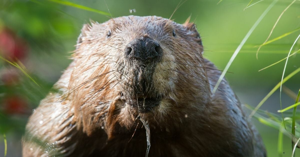 ทายนิสัยจากสัตว์ที่ชอบ