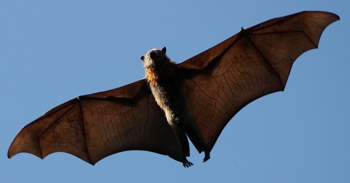 สัตว์ที่ชอบอกนิสัย คำถามจิตวิทยา