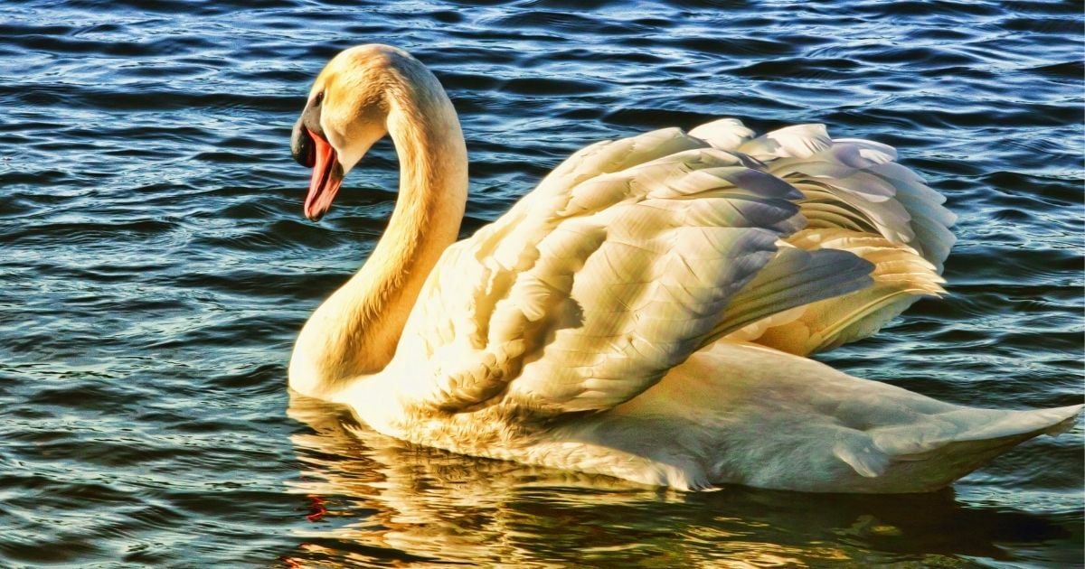 สัตว์ที่ชอบอกนิสัย คำถามจิตวิทยา