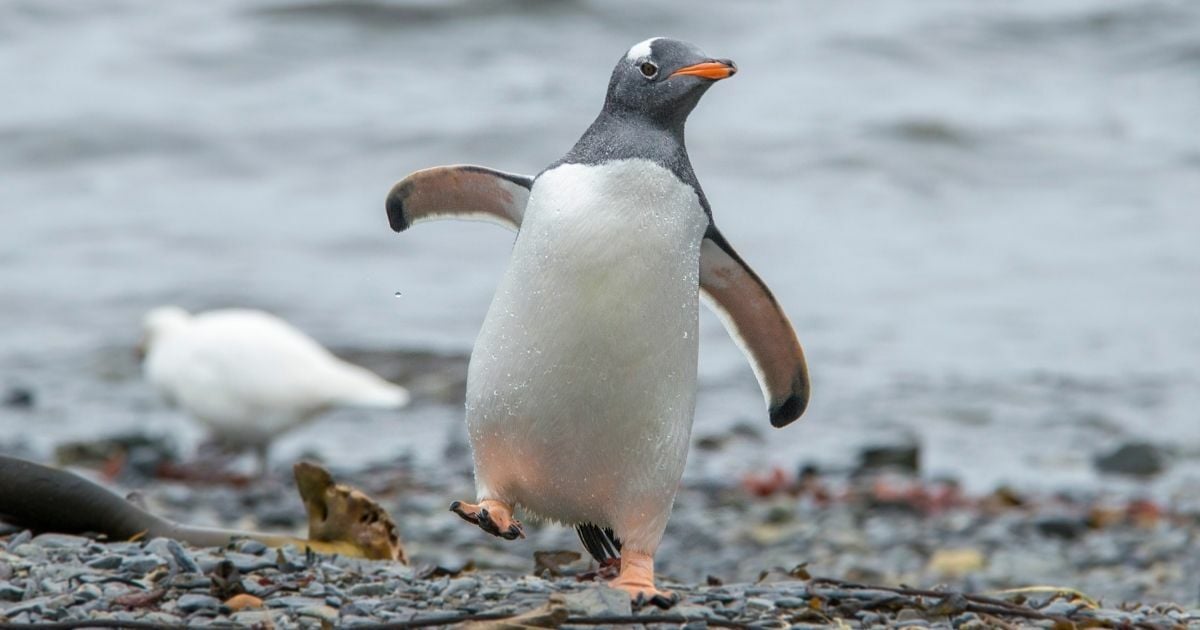 สัตว์ที่ชอบอกนิสัย คำถามจิตวิทยา