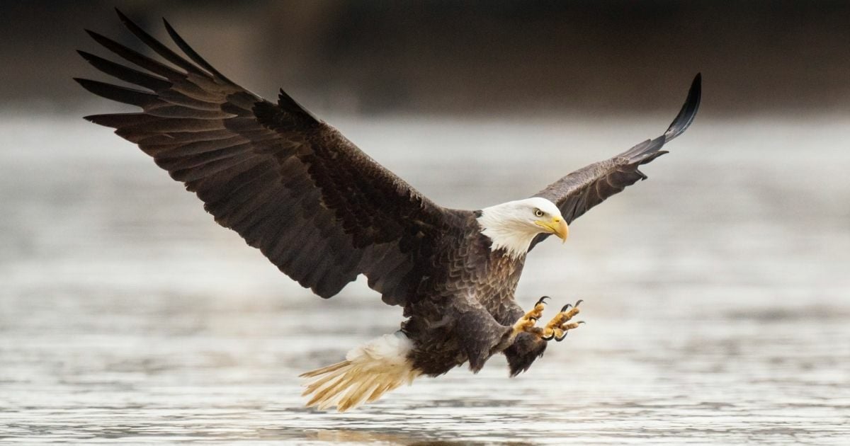 สัตว์ที่ชอบอกนิสัย คำถามจิตวิทยา