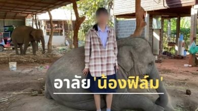 อาลัย น้องฟิล์ม ช้างสุพรรษา