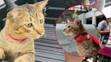 น้องหมูทะ แมวลายสลิด