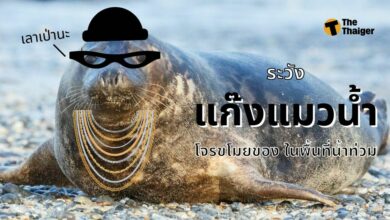 แก๊งแมวน้ำ น้ำท่วม