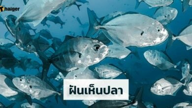 ฝันเห็นปลา เลขเด็ด เลขนำโชค ทำนายฝัน