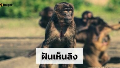 ฝันเห็นลิง 2565