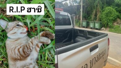 ลูกแจ้งจับพ่อ ขโมยแมว