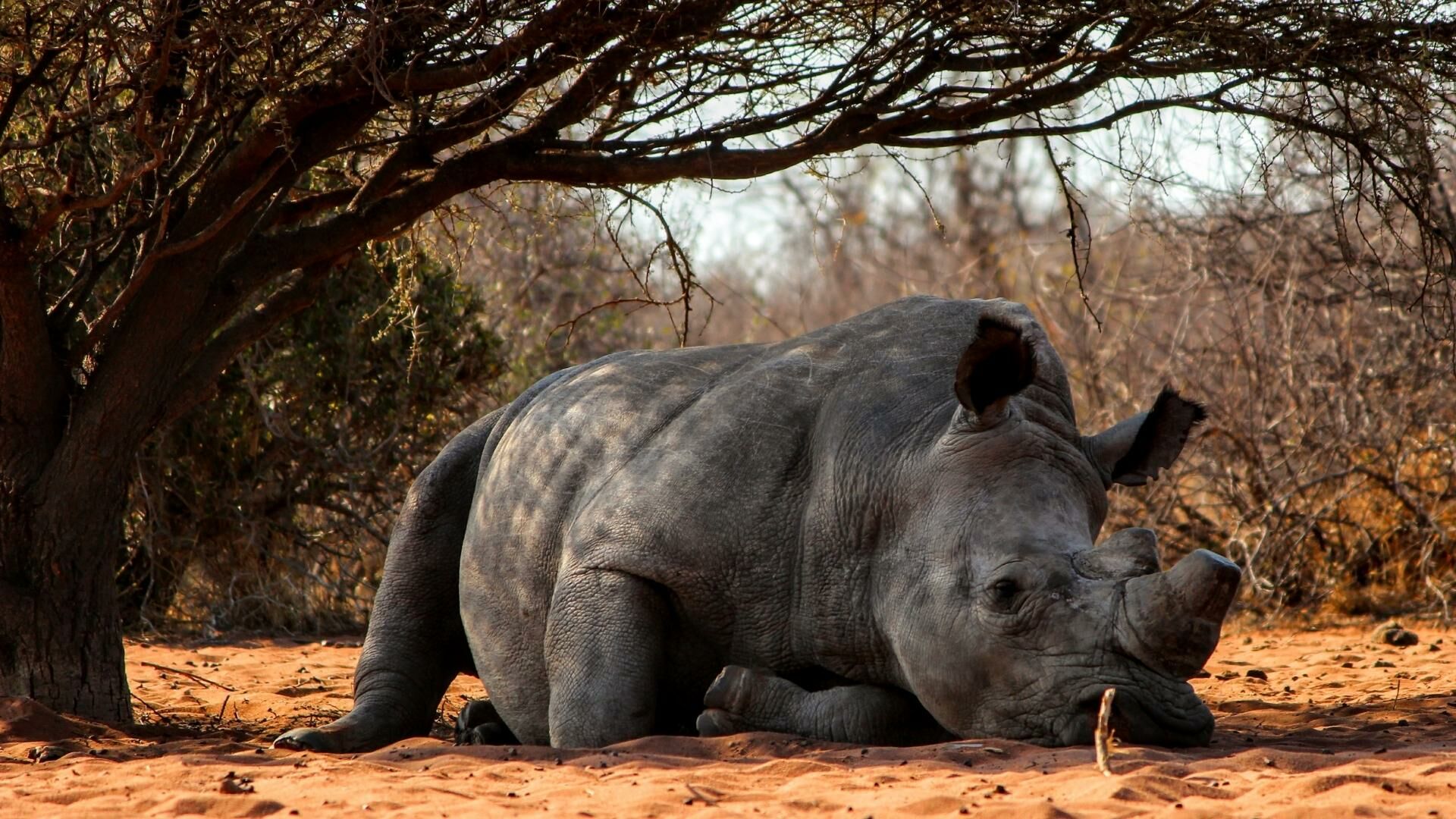 วันอนุรักษ์แรดโลก 2565