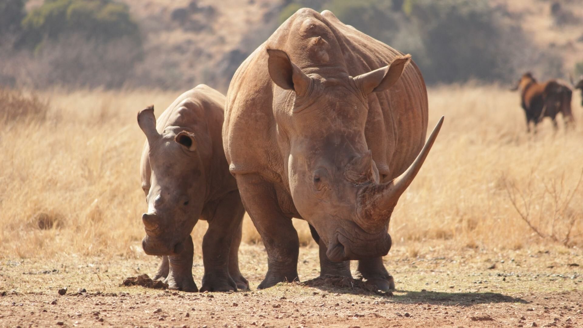 วันอนุรักษ์แรดโลก