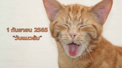 วันแมวส้ม