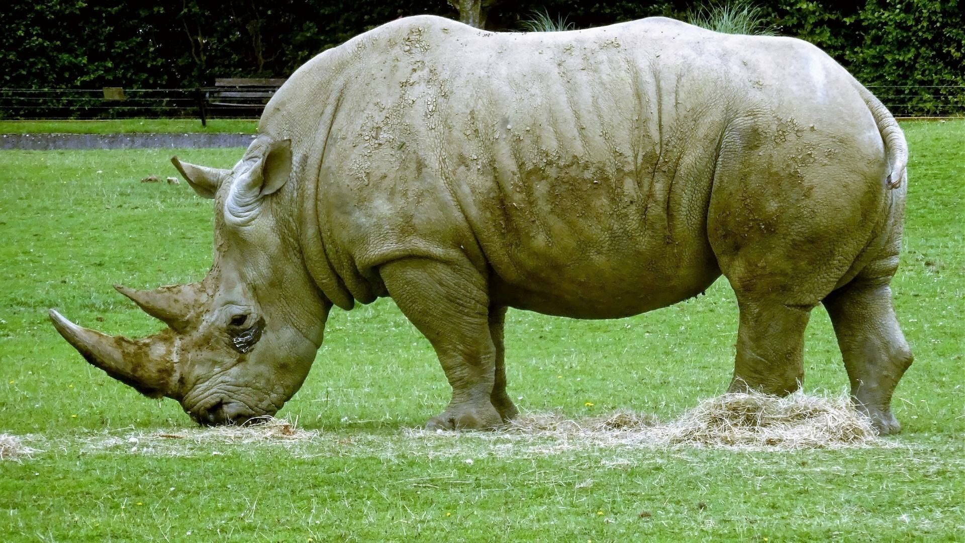 วันแรดโลก (World Rhino Day)