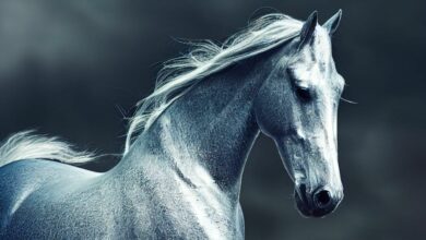 เลขเด็ดงวดนี้ ม้าสีหมอก 16 9 65