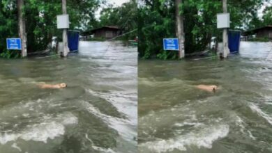 สุนัขตะกายกลางน้ำท่วม