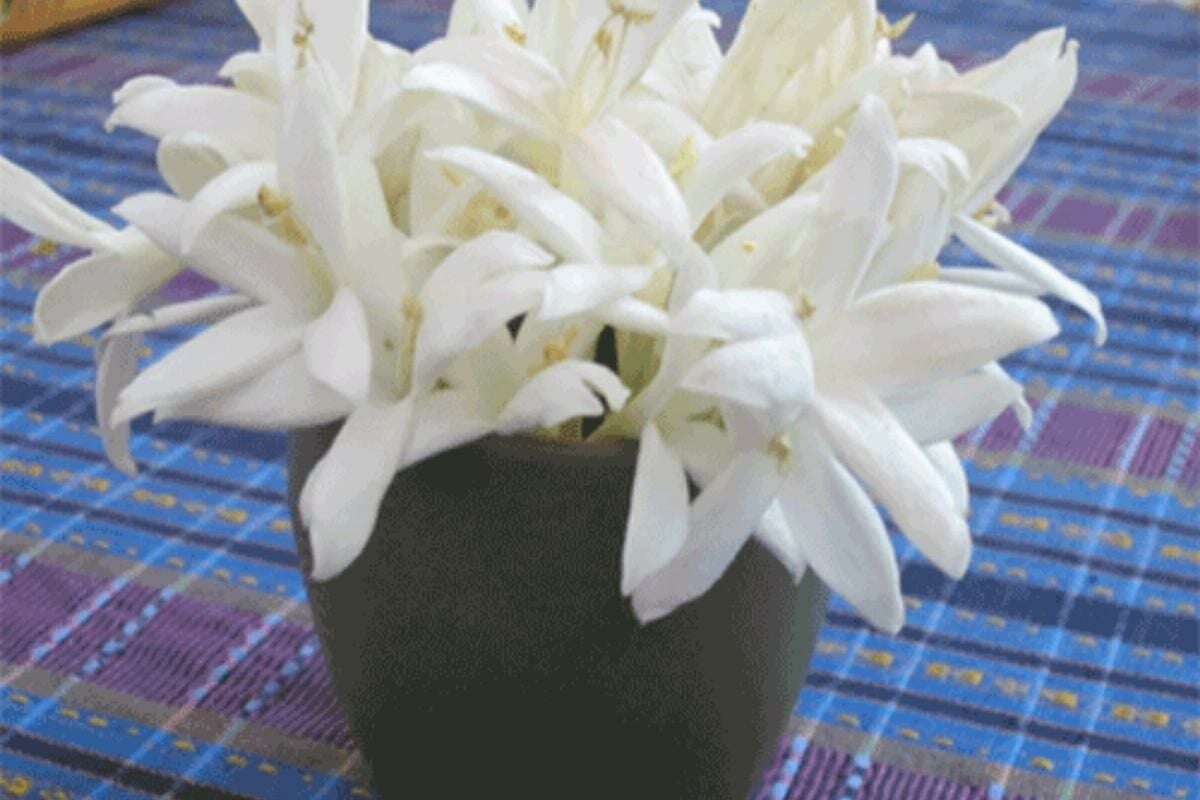 21 ตุลาคม วันพยาบาลแห่งชาติ