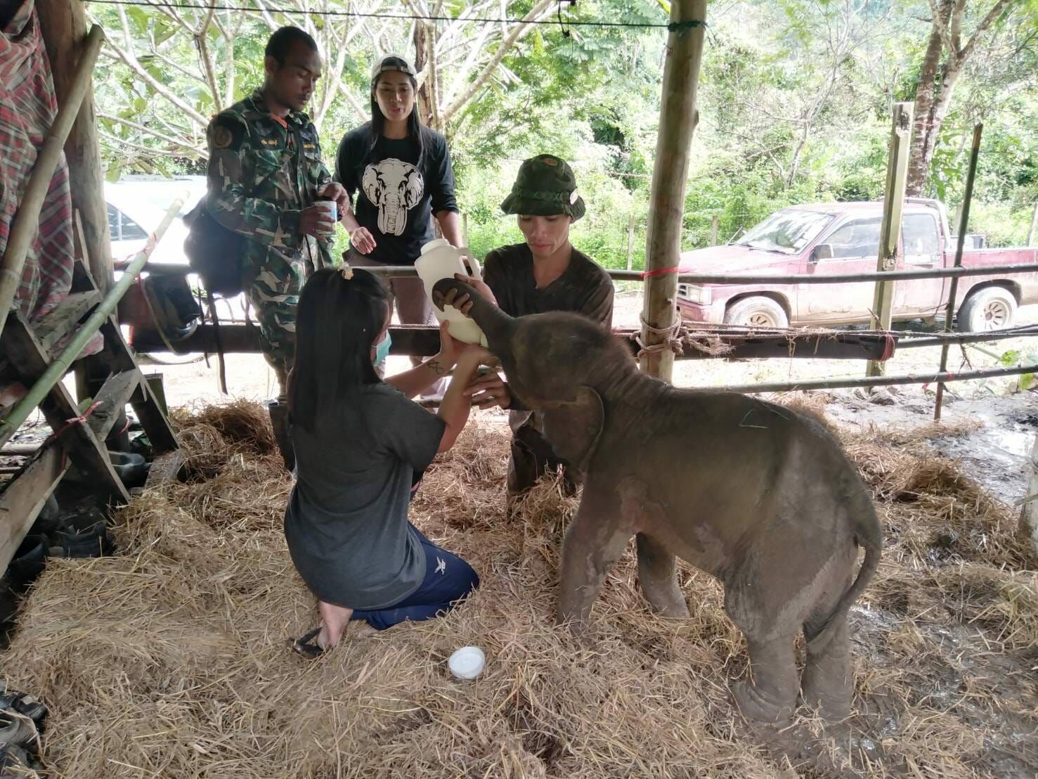 ข่าวลูกช้างป่าพลัดหลง