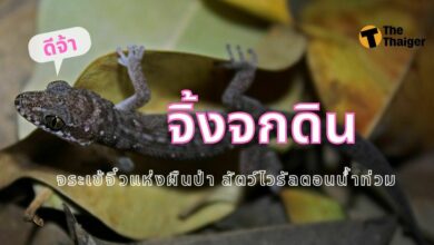 จิ้งจกดิน