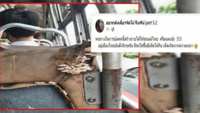 รถเมล์ครีมแดง เห็ดขึ้นเบาะ
