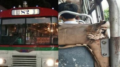 เห็ดขึ้นเบาะรถเมล์