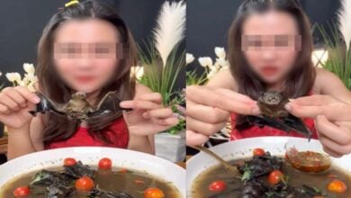 กินค้างคาว เปิบพิสดาร