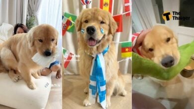 จุ๊มเหม่ง มีอะไร