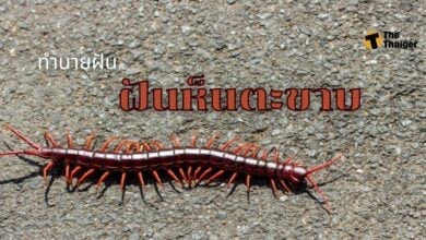 ฝันเห็นตะขาบ