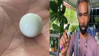 มุกหอยมือเสือ ราคา