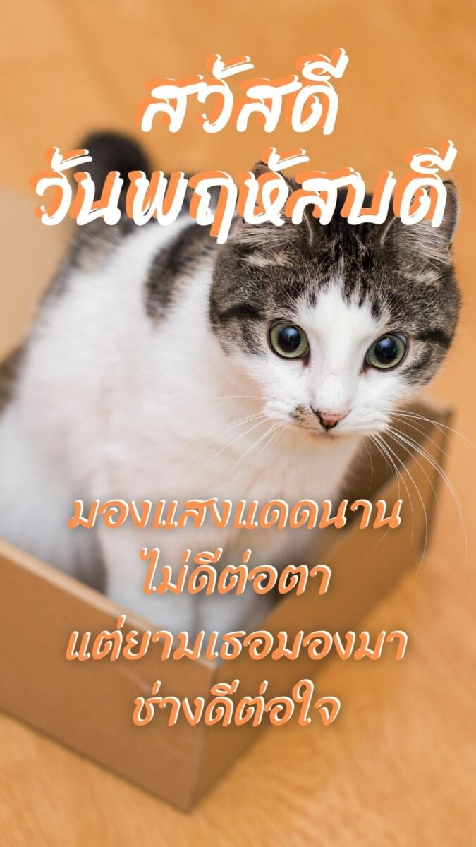 ภาพสวัสดีวันพฤหัสบดี แมว