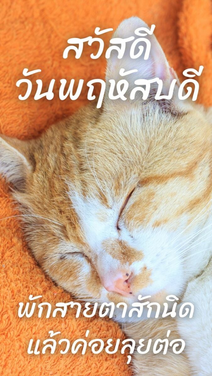 ภาพสวัสดีวันพฤหัสบดี แมว