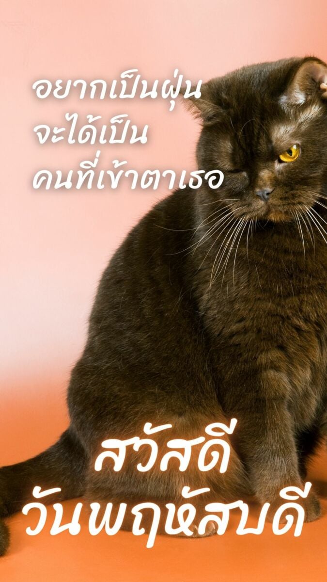 ภาพสวัสดีวันพฤหัสบดี แมว