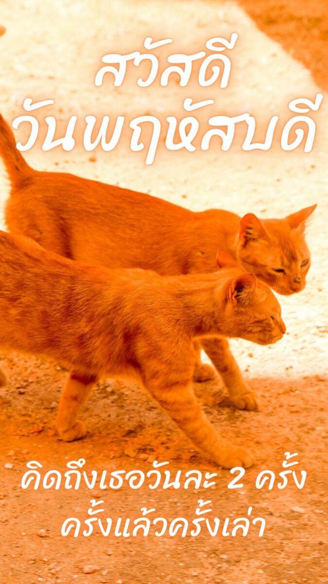 ภาพสวัสดีวันพฤหัสบดี แมว