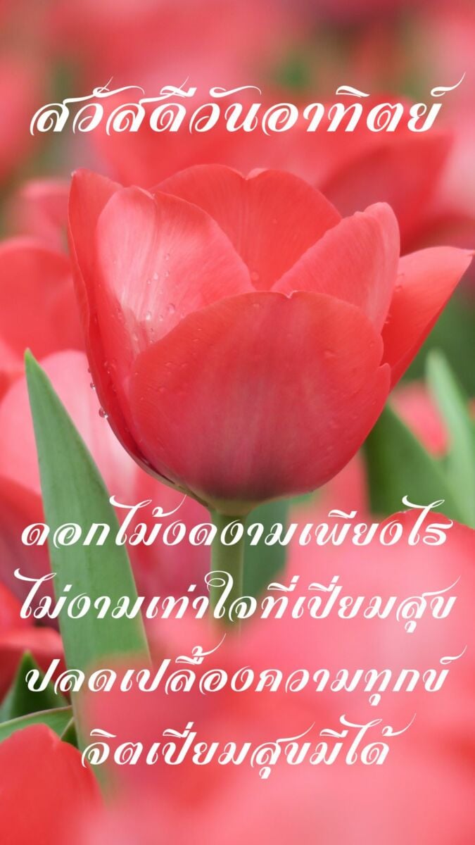 รวมภาพสวัสดีวันอาทิตย์ใหม่ล่าสุด