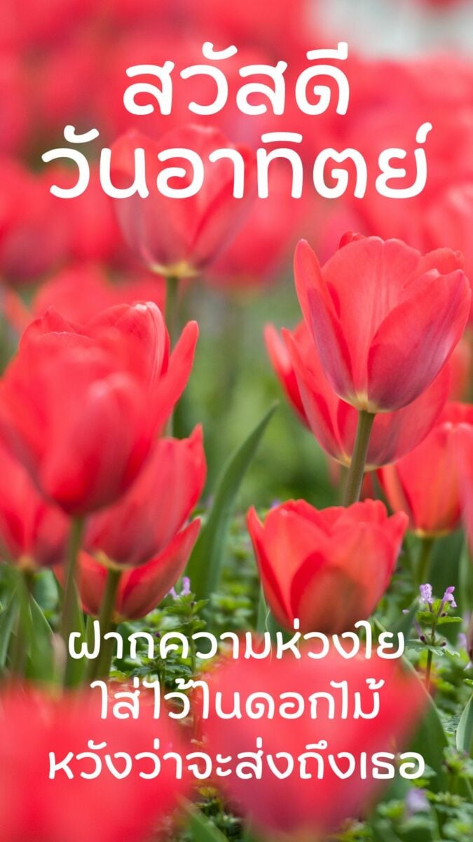 รวมภาพสวัสดีวันอาทิตย์ใหม่ล่าสุด