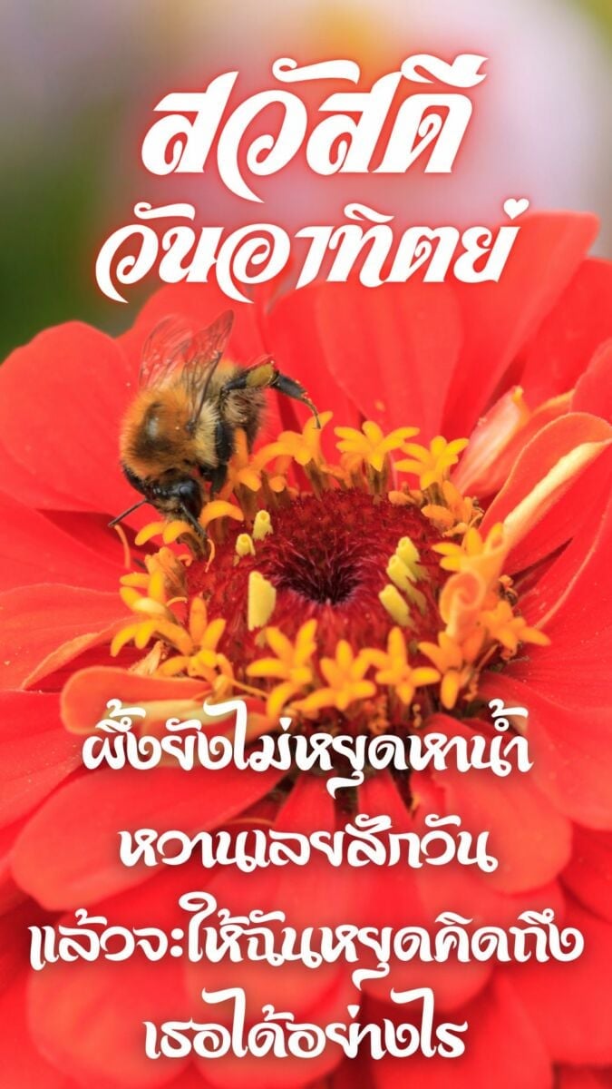 รวมภาพสวัสดีวันอาทิตย์ใหม่ล่าสุด