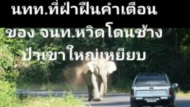 เบิ้ลรถใส่ช้างป่า