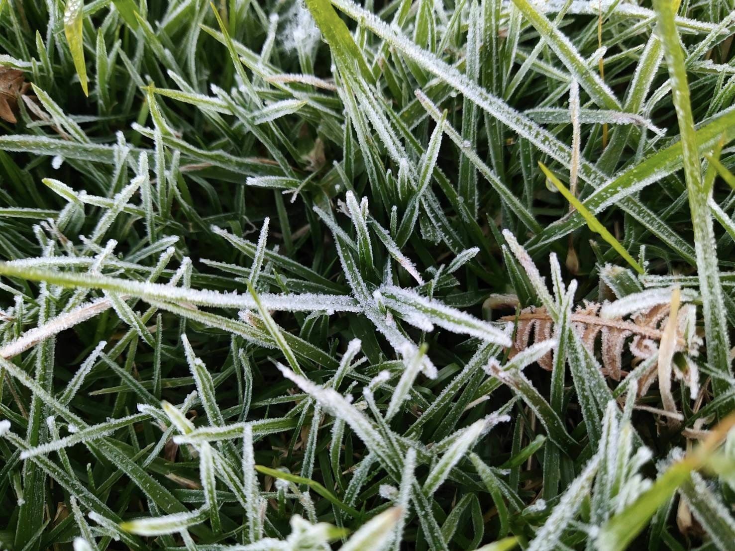 เหมยขาบ แม่คะนิ้ง ดอยอินทนนท์ น้ำค้างแข็ง