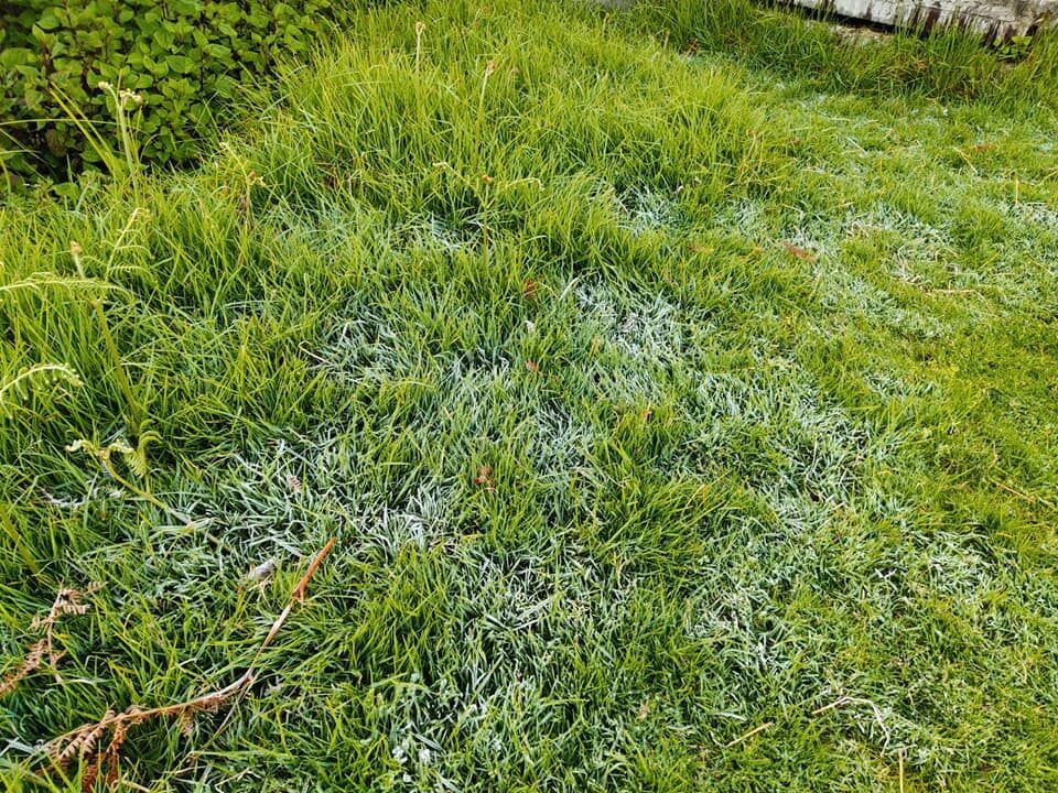 เหมยขาบ แม่คะนิ้ง ดอยอินทนนท์ เชียงใหม่