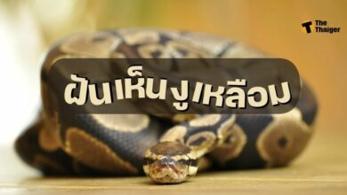 ฝันเห็นงูเหลือม