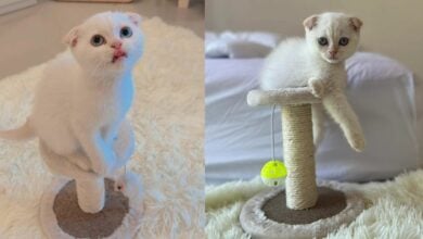 แมว บักโส