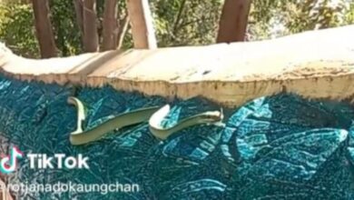 งูเขียวคำชะโนด