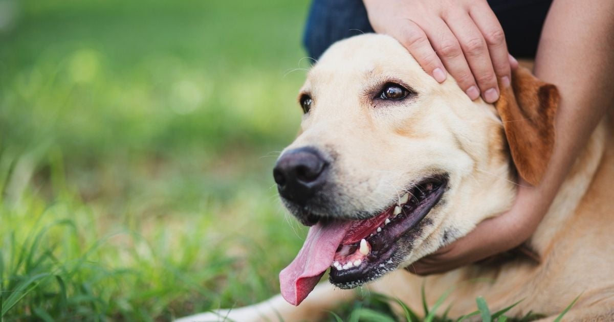 ประกันชีวิตสัตว์เลี้ยง