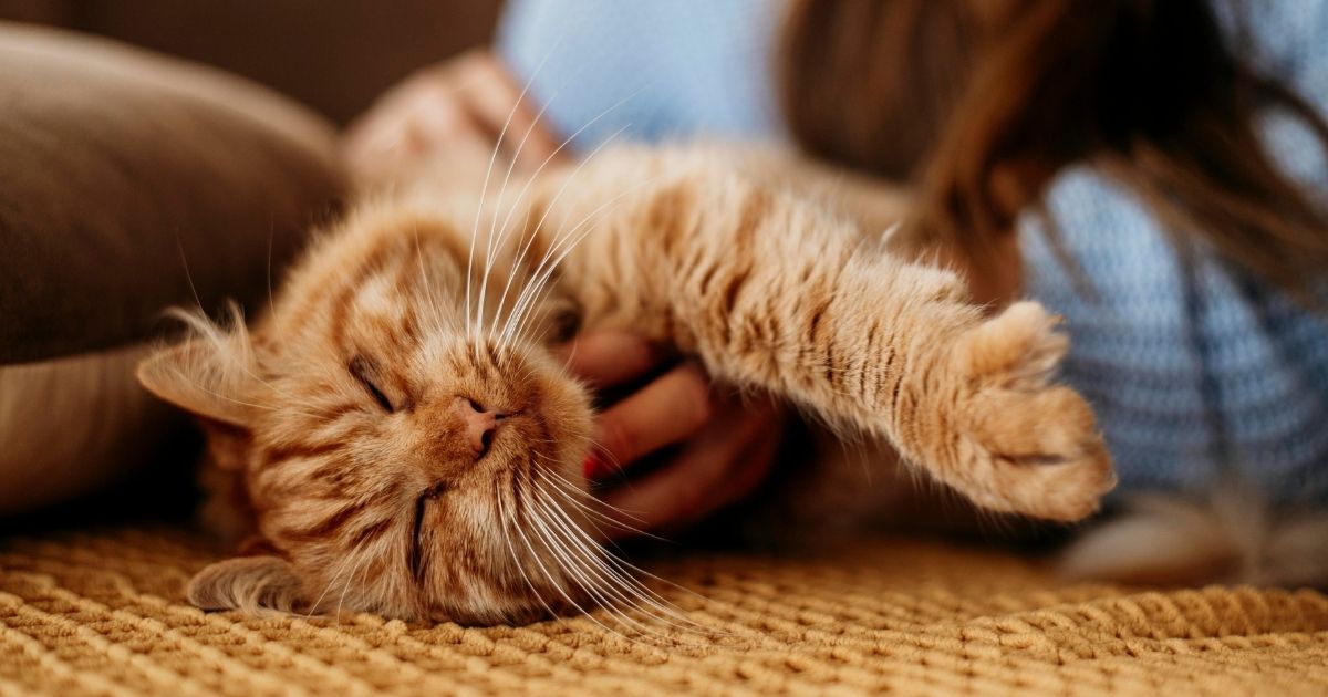 ประกันสัตว์เลี้ยง