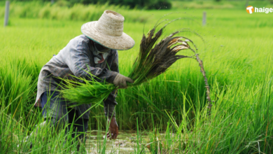 ประกันรายได้ข้าว งวดที่ 16 1 กุมภาพันธ์ 2566