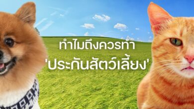 ประกันสัตว์เลี้ยง