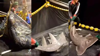 ปลาโรนัน คือ