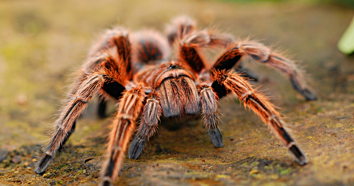 พญาบึ้ง 1 2 2566