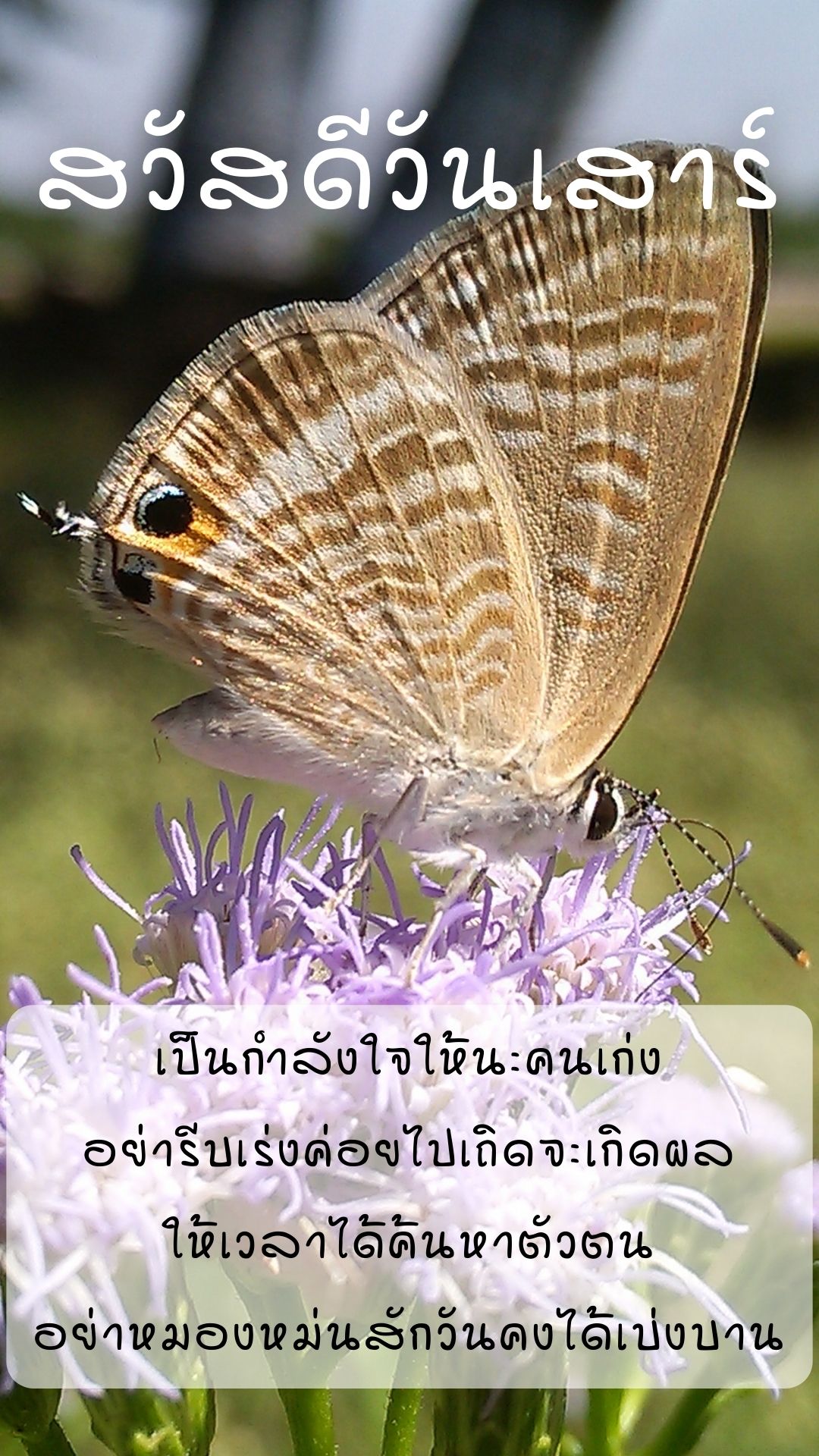ภาพสวัสดีวันเสาร์