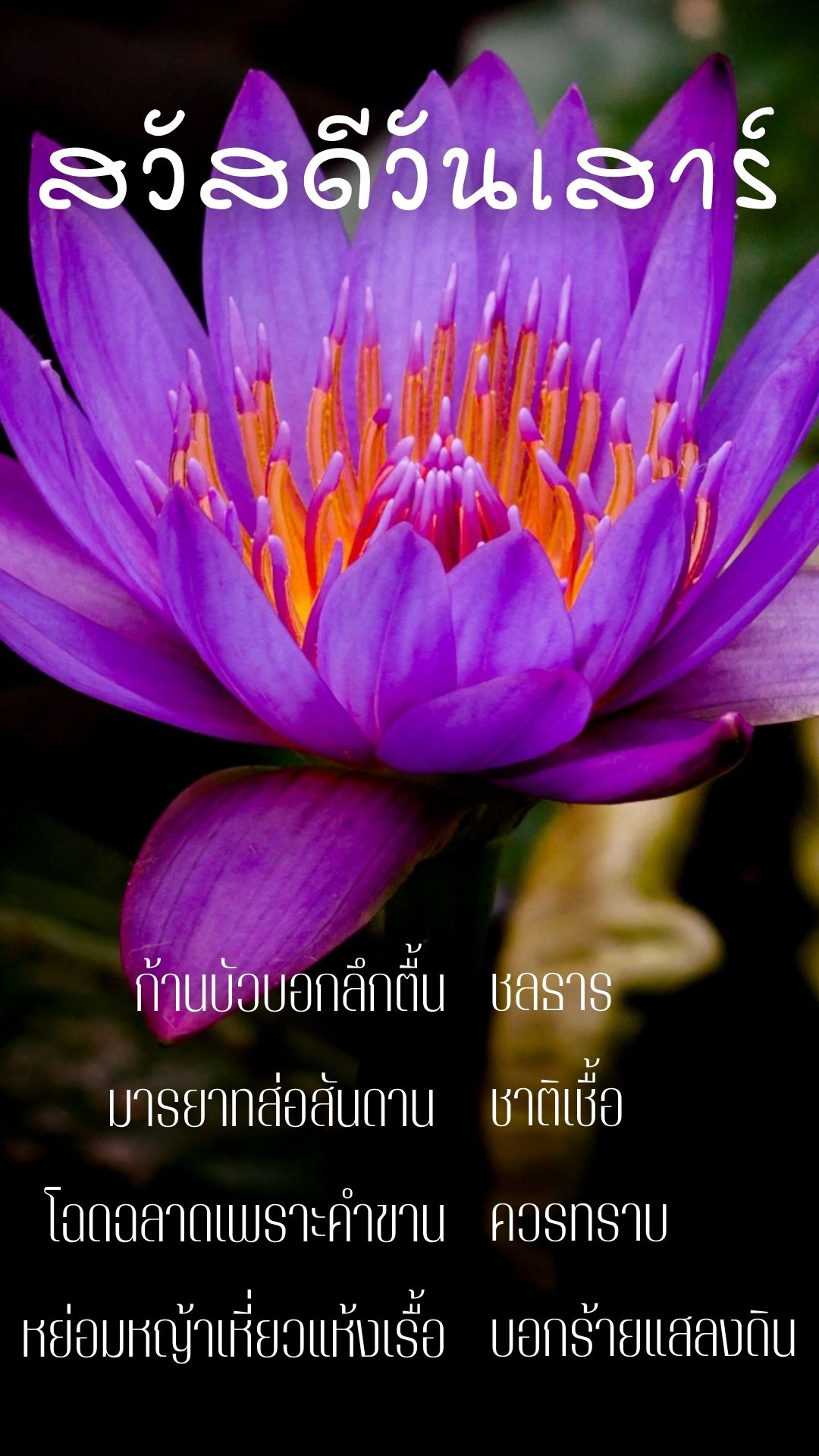 ภาพสวัสดีวันเสาร์