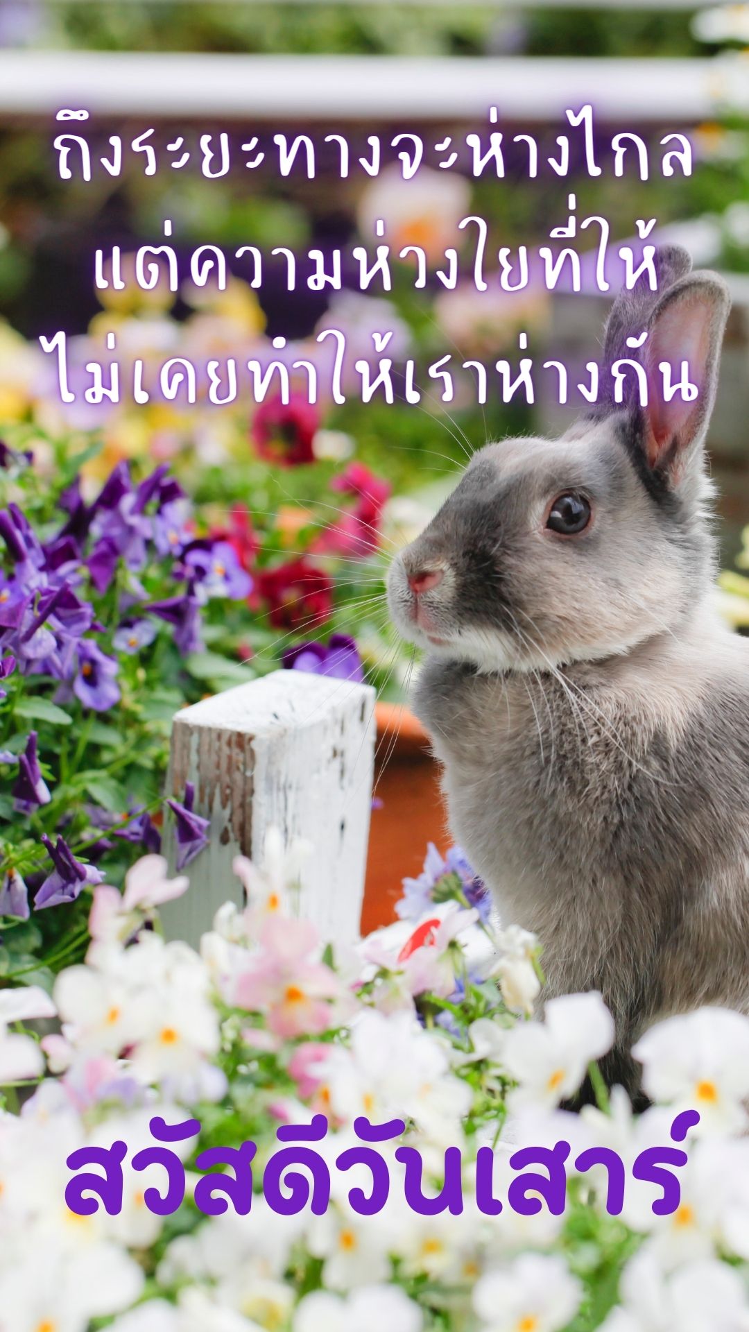 ภาพสวัสดีวันเสาร์-กระต่าย-1