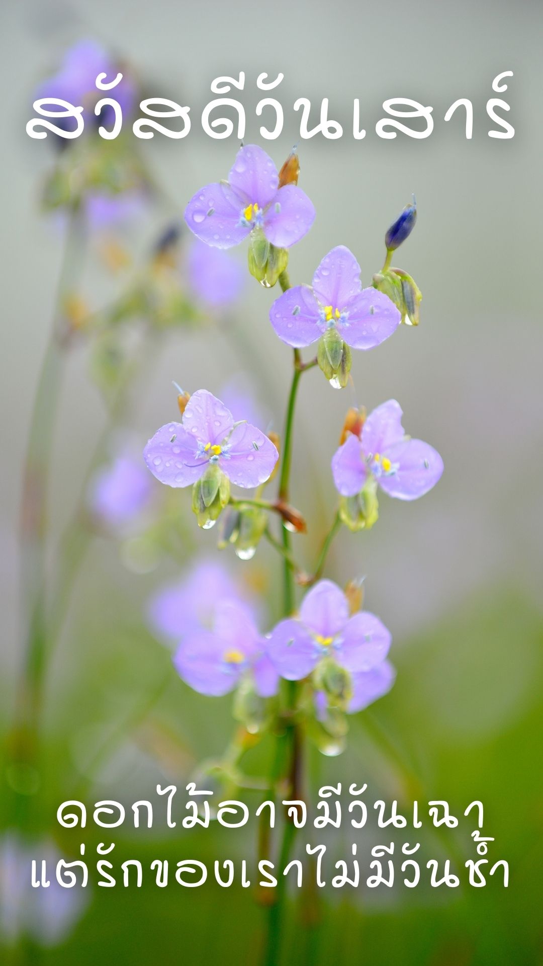 รูปสวัสดีวันเสาร์