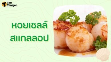 หอยเชลล์ สแกลลอป